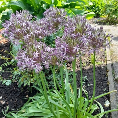 Allium albopilosum Christophii - Sierui