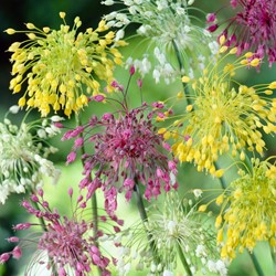 Allium en Mélange