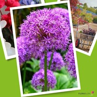 Allium Giganteum - Ail d'Ornement-3