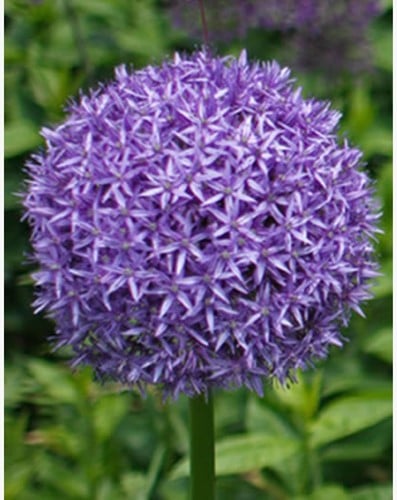 Allium Géant Globemaster