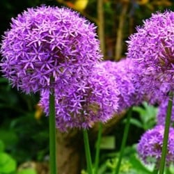 Allium Gladiator (En Vrac)