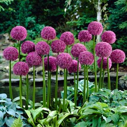 Allium Géant Globemaster