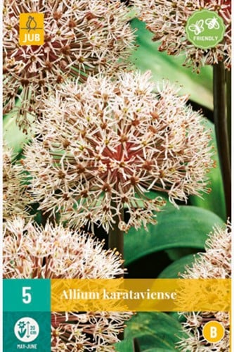 Allium Karataviense – Ail d’ornement
