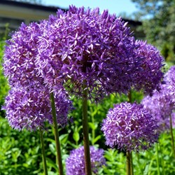 Allium Millenium - Ail d’ornement
