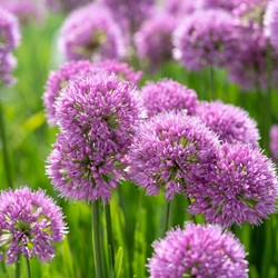 Allium Millenium - Ail d’ornement