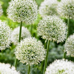 Allium Mont Blanc - Ail d'Ornement