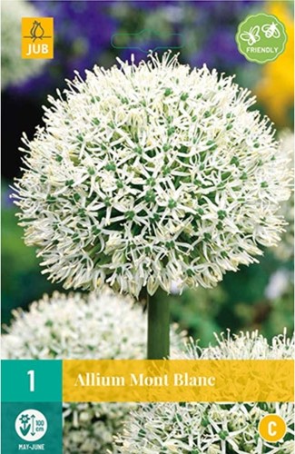 Allium Mont Blanc - Ail d'Ornement