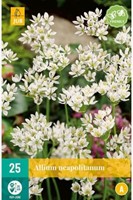 Ail d’ornement Neapolitanum - Allium