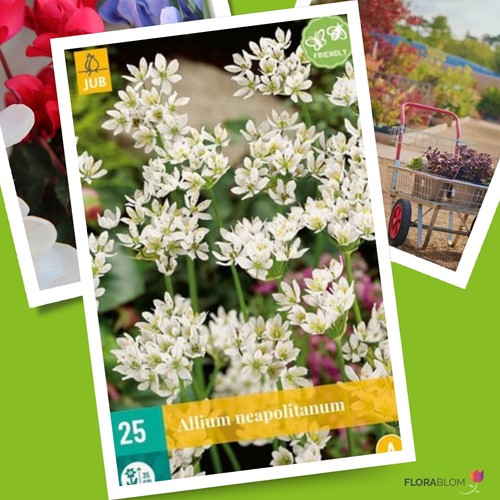 Ail d’ornement Neapolitanum - Allium-3