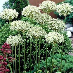 Allium Nigrum - Ail d'ornement
