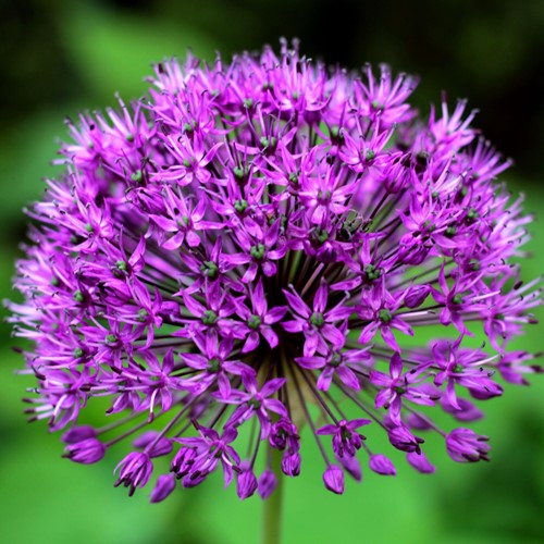 Allium Purple Sensation - Bio Flower Bulbs