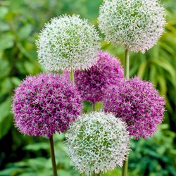 Allium Violet & Blanc Mélange - Ail d’ornement