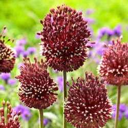 Allium Amethystinum Red Mohican - Ail d’ornement