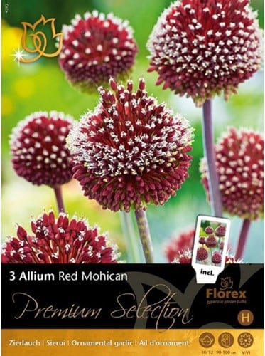 Allium Amethystinum Red Mohican - Ail d’ornement