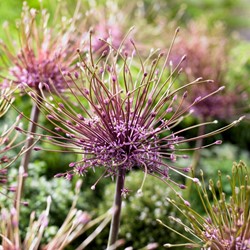 Allium schubertii - Sierui
