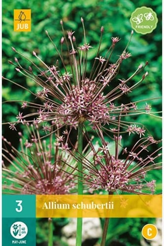Allium Schubertii - Ail d'Ornement