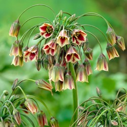 Allium Siculum - Ail d'ornement