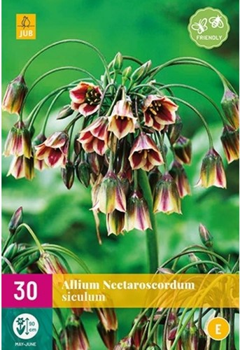 Allium Siculum - Ail d'ornement