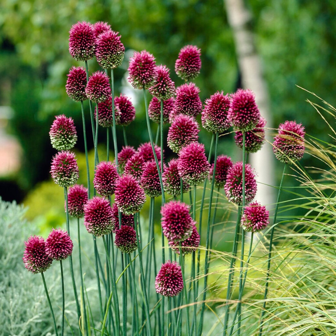 Allium sphaerocephalon Drumstick