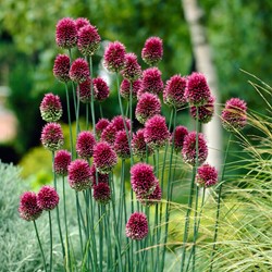 Allium Sphaerocephalon