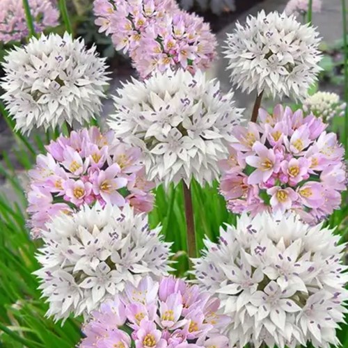 Allium Roseum & Amplectans Mélange