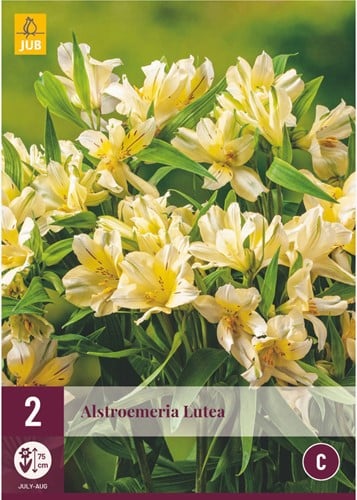 Alstroemeria Lutea – Lis des Incas