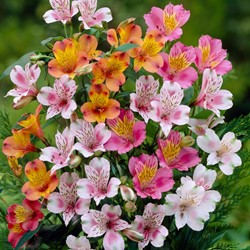 Alstroemère mélange – Lis des Incas mix
