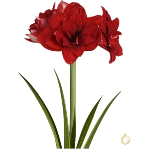 Amaryllis à double fleur Rouge - Hippeastrum