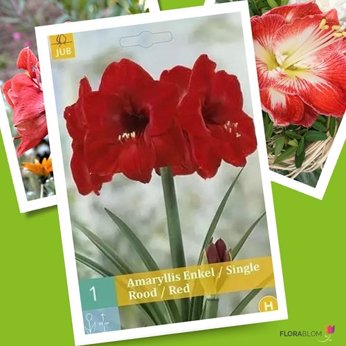 Amaryllis Rouge
