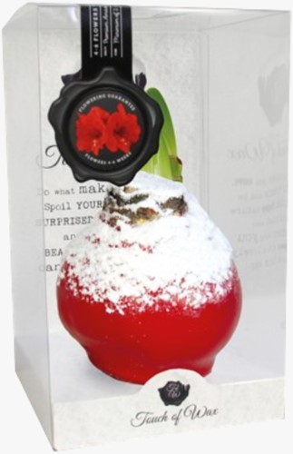 Amaryllis Cire Neige Rouge (Cadeaux Promotionnels)