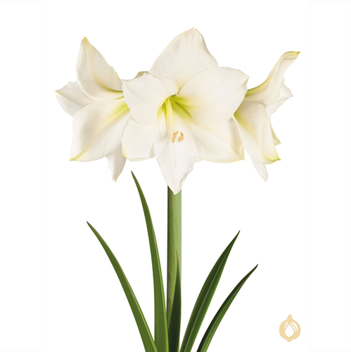 Amaryllis Blanc