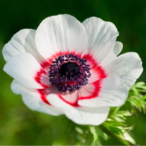 Anémone Bicolor