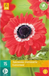 Anémone The Governor