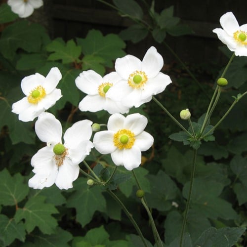 Herfstanemoon Honorine Jobert - Anemone hybrida
