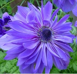 Anémone Lord Lieutenant