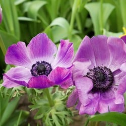 Anémone couronnée Sylphide – Anemone
