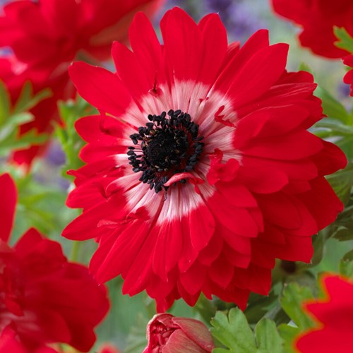 Anémone couronnée The Governor - Anemone coronaria
