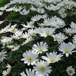 Anémone blanda White Splendour