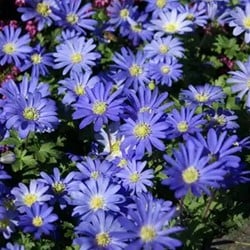 Anémone Blanda Blue Shade