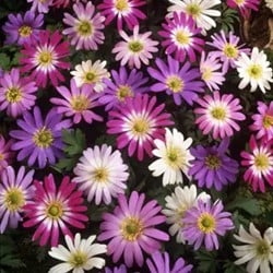 Anémone Blanda en Mélange