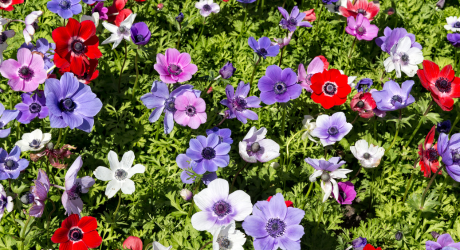 Planter des anemones - Consignes de plantation des bulbes