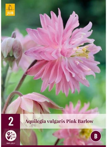 Aquilegia Pink Barlow - Ancolie