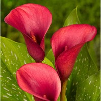 Arum Rouge - Zantedeschia