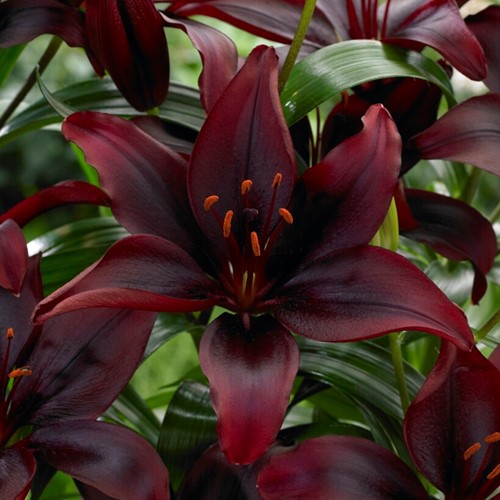 Lilium Asiaticus Noir