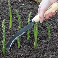 Couteau d'asperge - Burgon & Ball-2