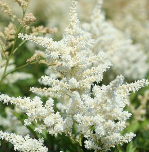 Astilbe (A) Brautschleier - Astilbe Blanche