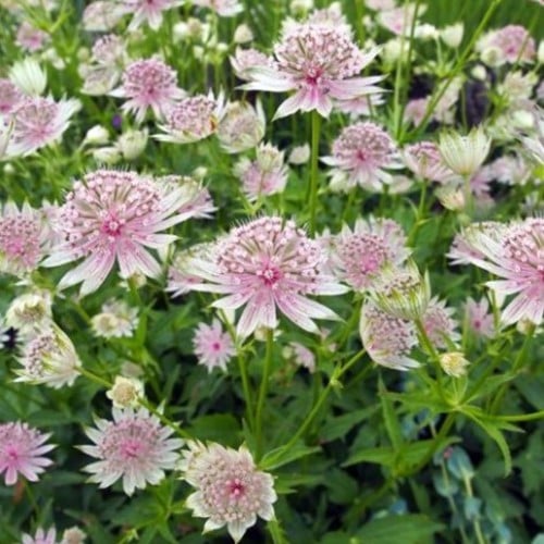 Astrances - Astrantia major (Plantes en Pot)