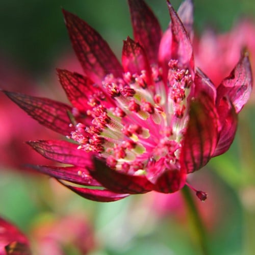 Astrances - Astrantia Major Lars (Plantes en Pot)