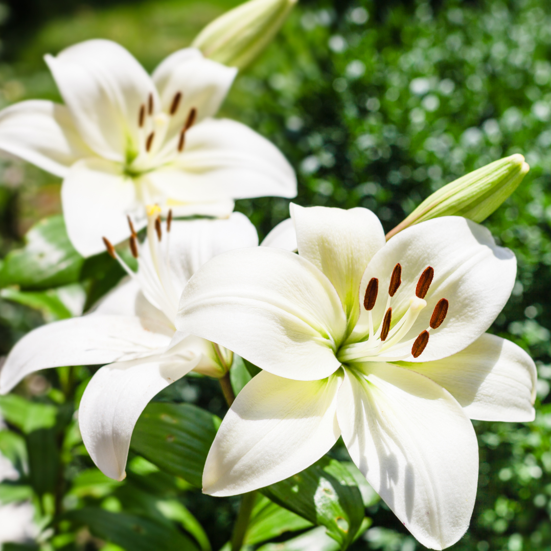 Lily