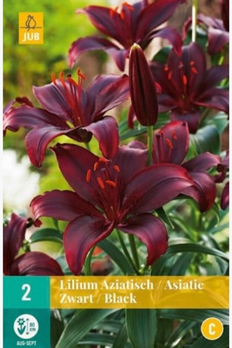 Lis Asiatique Noir - Lilium